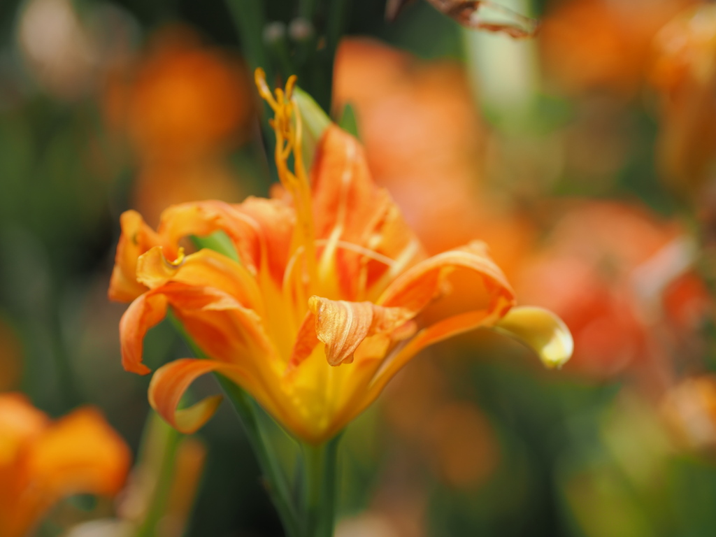 夏の花