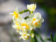 私も撮って～花の寺より８