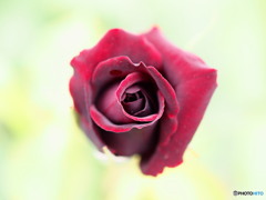魅惑の薔薇