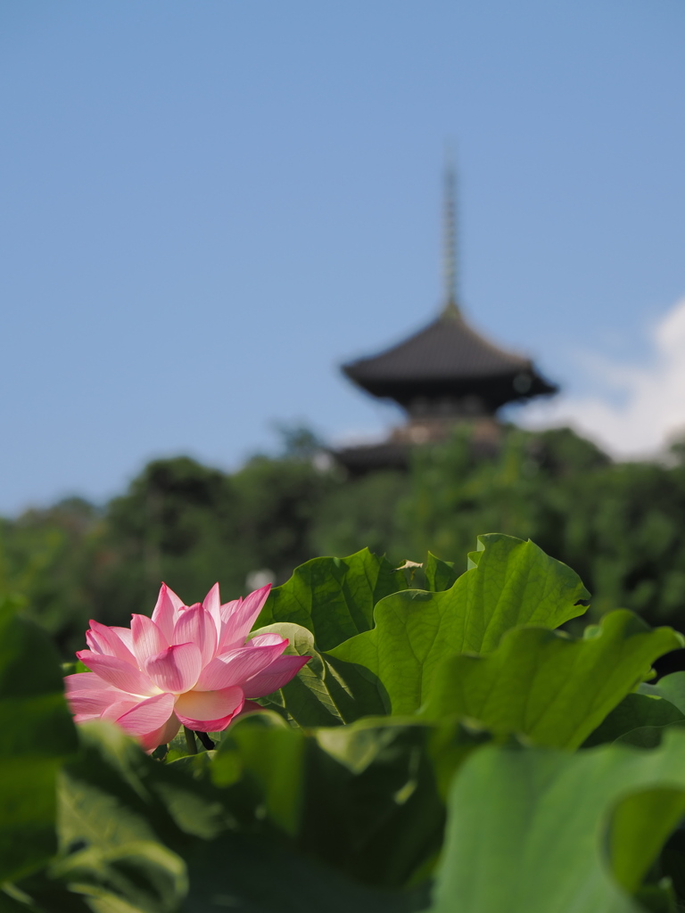 三渓園早朝観蓮会