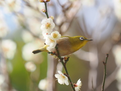 レストラン臥竜梅