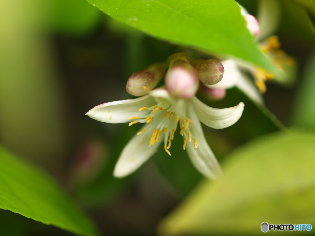 檸檬の花