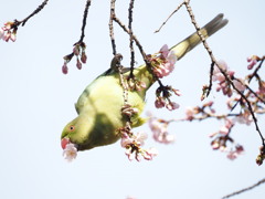 大きなメジロが来た？