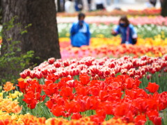 横は公園でチューリップを楽しむ