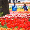 横は公園でチューリップを楽しむ