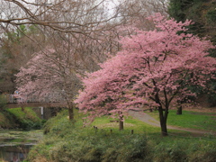 桜咲く公園