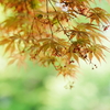 春紅葉