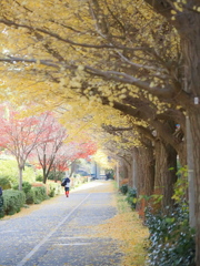 晩秋の散歩道