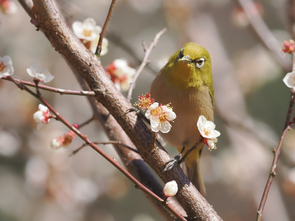こんにちは、ウメジローさん