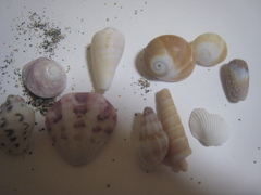 海で拾ってきた貝殻
