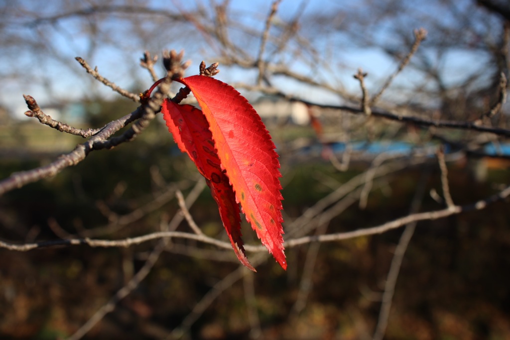 紅葉する桜の葉