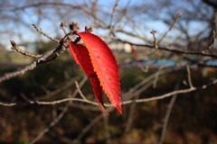 紅葉する桜の葉