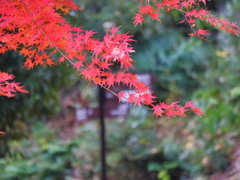 鮮やかな紅葉