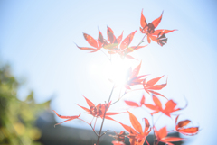 初冬の紅葉