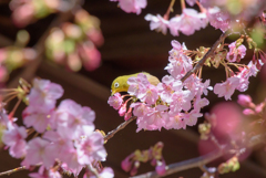 河津桜とメジロ