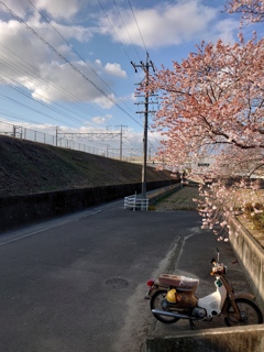 寒桜