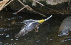 飛ぶ鳥は難しいです。