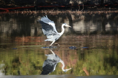 何時もの石神井公園の青鷺