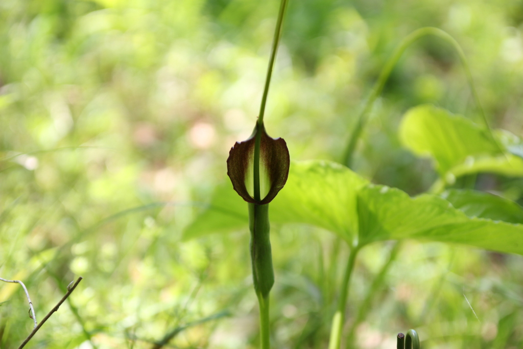 名も知らぬ花