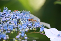 紫陽花