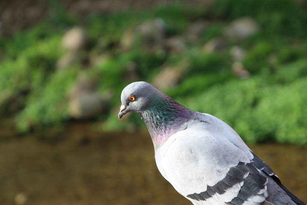 朝の散歩