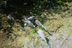 三宝寺池も綺麗な水になりました。