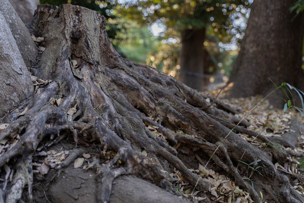 大樹の血管