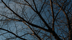 flektogon20mmf2.8