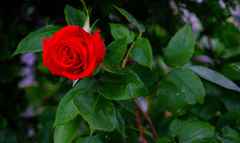 E4FE8D6C-3B9E-4586-BB1A-092EF8FDECBE