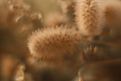 1135E662-2F60-4ED9-9B9D-1CD65312ED79