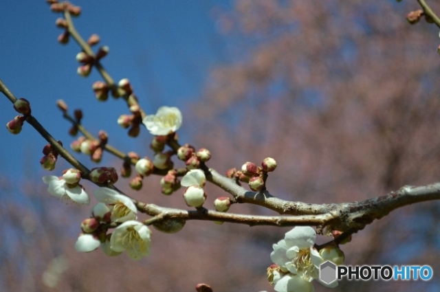 みさと梅まつり