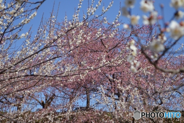 みさと梅まつり