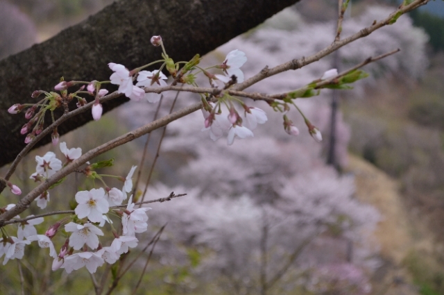 群馬県藤岡市　桜山公園