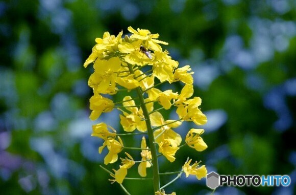 群馬県高崎市　鼻高展望花の丘