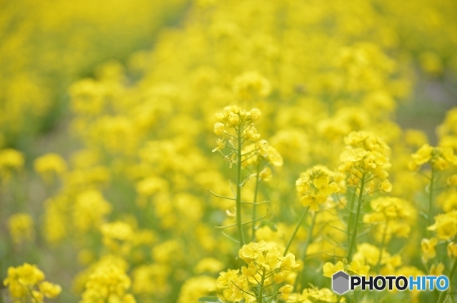 群馬県高崎市　鼻高展望花の丘