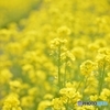 群馬県高崎市　鼻高展望花の丘