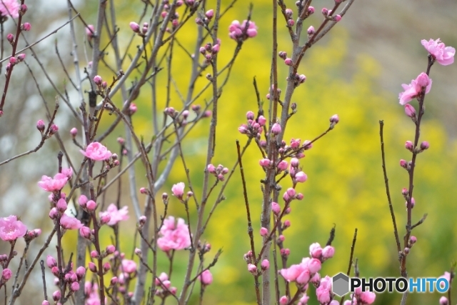 群馬県高崎市　鼻高展望花の丘