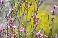 群馬県高崎市　鼻高展望花の丘