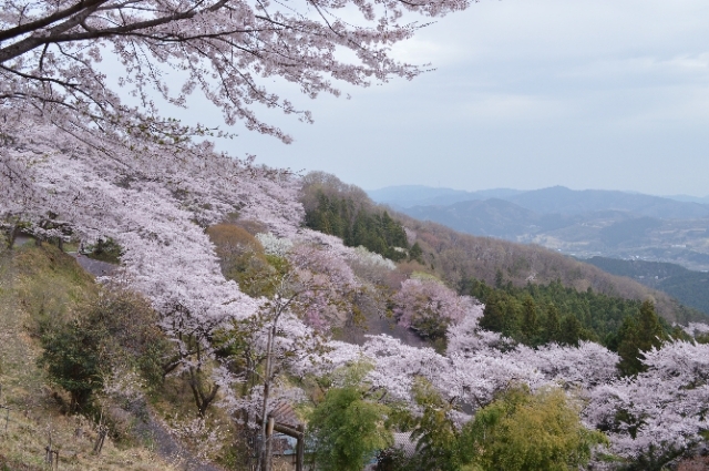 群馬県藤岡市　桜山公園