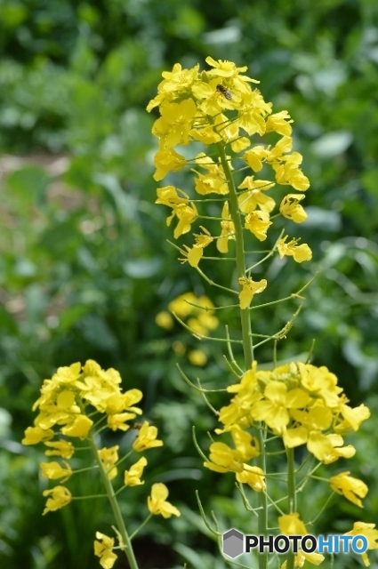 群馬県高崎市　鼻高展望花の丘