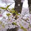 群馬県藤岡市　桜山公園