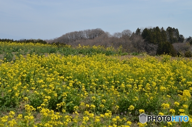 群馬県高崎市　鼻高展望花の丘