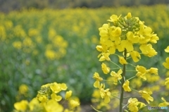 群馬県高崎市　鼻高展望花の丘