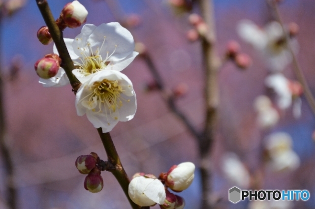 みさと梅まつり