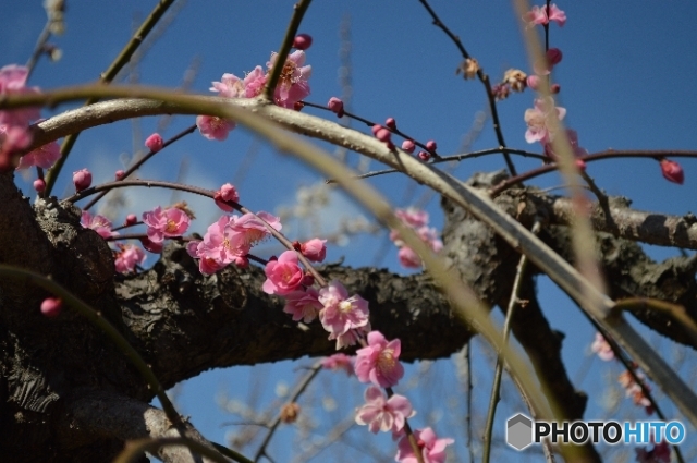 みさと梅まつり