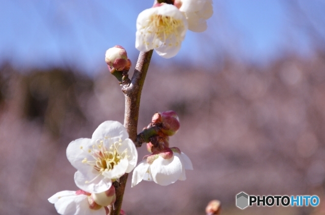 みさと梅まつり