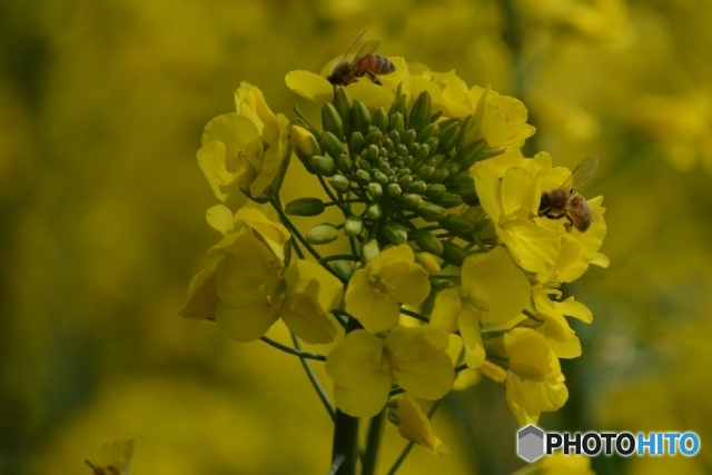 群馬県高崎市　鼻高展望花の丘