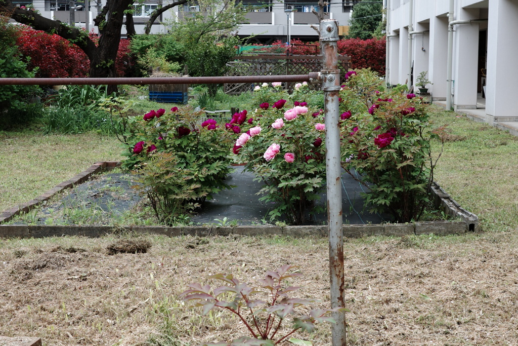 今日は大島で1時