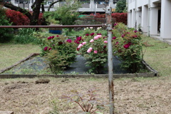 今日は大島で1時
