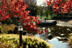 今日は猿江恩賜公園で10時